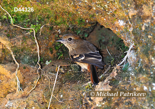 Blue-billed Black Tyrant (Knipolegus cyanirostris)